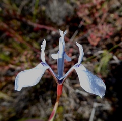 Moraea tripetala tripetala