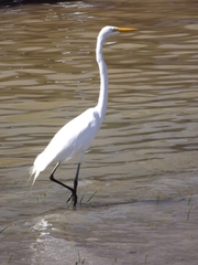 Ardea alba