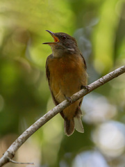 Heterocercus linteatus