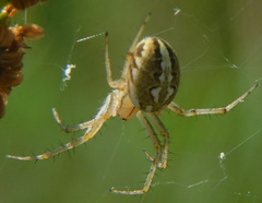 Neoscona adianta
