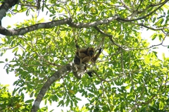 Alouatta caraya