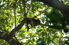 Alouatta caraya