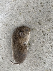 Microtus californicus
