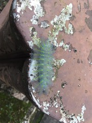 Lexias dirtea merguia