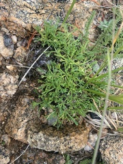 Erigeron pinnatisectus