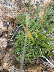 Erigeron pinnatisectus