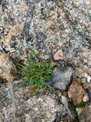 Erigeron pinnatisectus