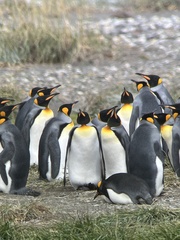 Aptenodytes patagonicus