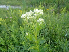 Hasteola suaveolens