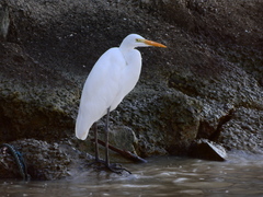 Ardea alba