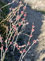 Eriogonum elongatum