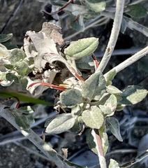Eriogonum elongatum
