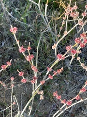Eriogonum elongatum