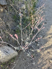 Eriogonum elongatum