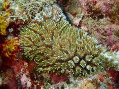 Galaxea fascicularis