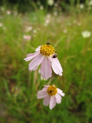 Coreopsis rosea