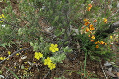 Hibbertia crinita
