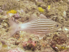 Cheilodipterus intermedius