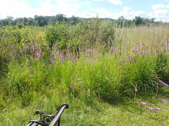 Liatris pycnostachya