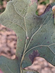 Neuroterus quercusverrucarum