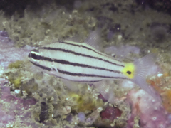 Cheilodipterus isostigma