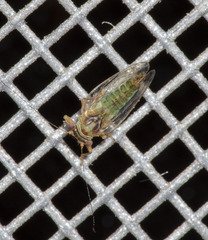 Platycorypha nigrivirga