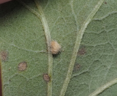 Neuroterus quercusverrucarum