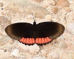 Biblis hyperia