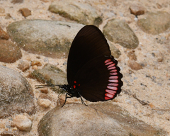 Biblis hyperia