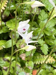 Codonorchis lessonii