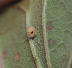Neuroterus quercusverrucarum