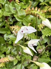 Codonorchis lessonii