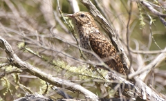 Cacomantis variolosus