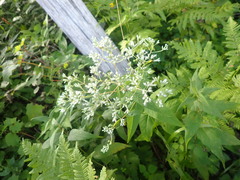 Eupatorium sessilifolium