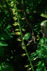Chlorocrambe hastata