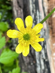 Ranunculus peduncularis