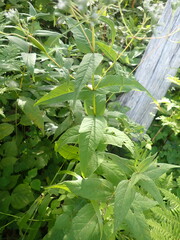 Eupatorium sessilifolium