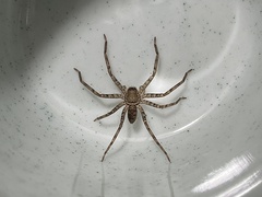 Heteropoda jugulans