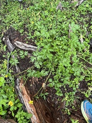 Ranunculus peduncularis