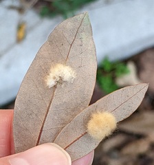 Druon quercuslanigerum