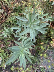 Thermopsis montana