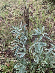 Thermopsis montana