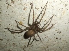 Tegenaria