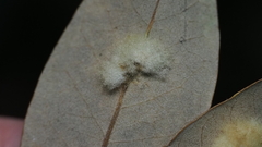 Druon quercuslanigerum