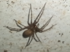 Tegenaria