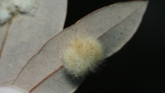 Druon quercuslanigerum