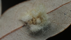 Druon quercuslanigerum