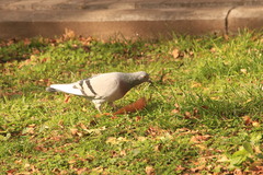 Columba livia domestica