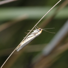 Palaeosia bicosta