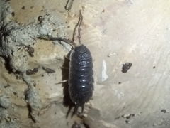 Porcellio hoffmannseggii